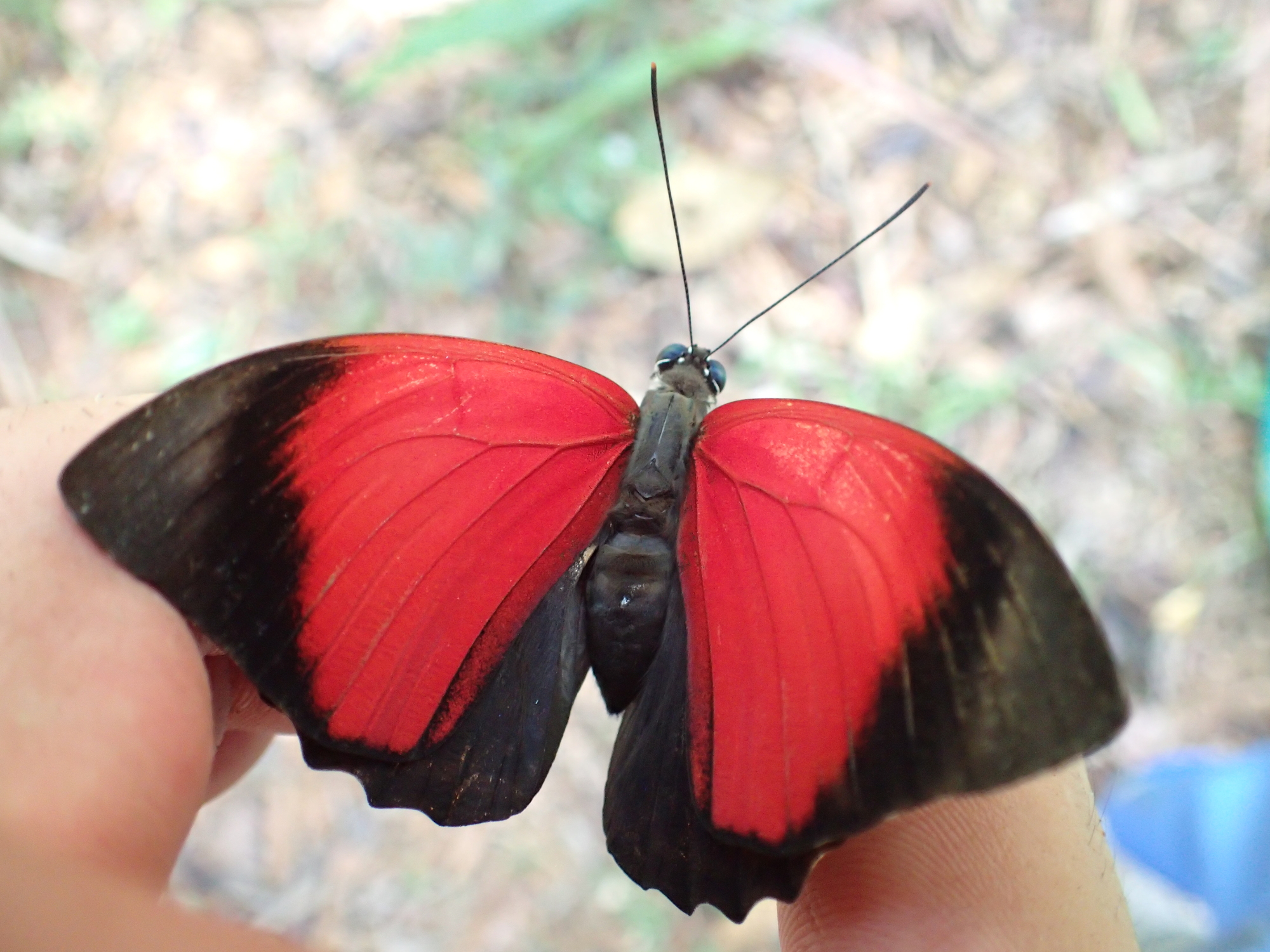 史上最も激安】 x アグリアス プレポナ 標本 蝶 ハイブリッド - 虫類 