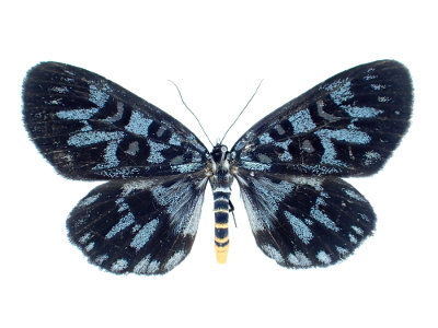 https://aleutian1507.net/specimen/noctuidae_jp/moth/malaysia/noctuidae_longicella_mollis