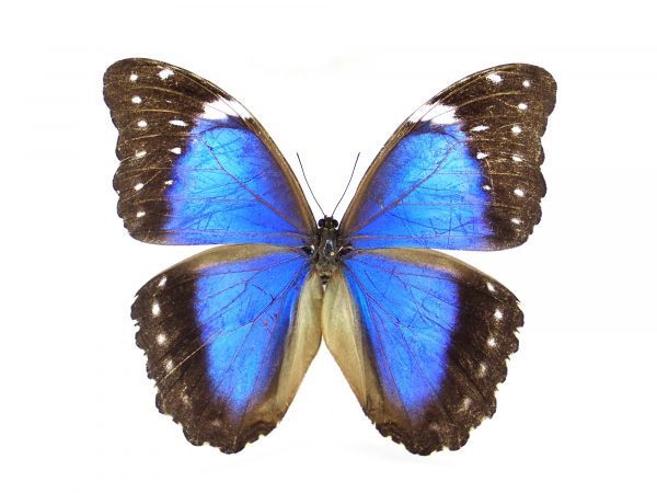 南米の蝶 – engine mothの標本箱